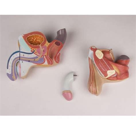 Mediprem Male Genital Organ Model In 4 Parts At £14035