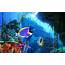 Coral Reef 3D Screensaver Software Full Version FREE Download  Most I Want