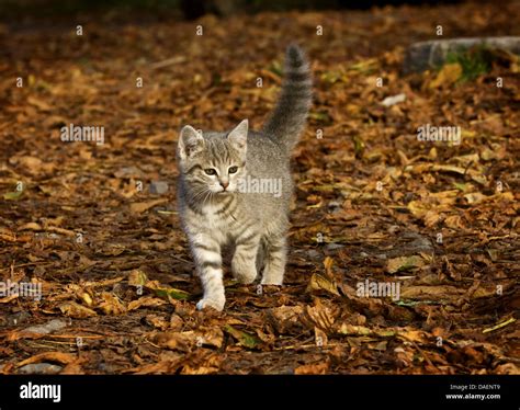 Domestic Cat House Cat Felis Silvestris F Catus Walking On Autumn Foliage Germany Stock