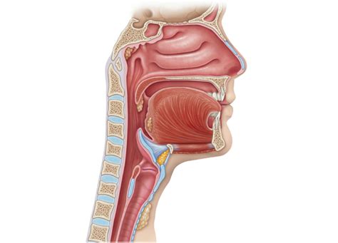 Throat Anatomy Diagrams | 101 Diagrams