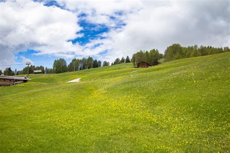 Blooming Dandelions Field In Alps Stock Photo Image Of Blooming