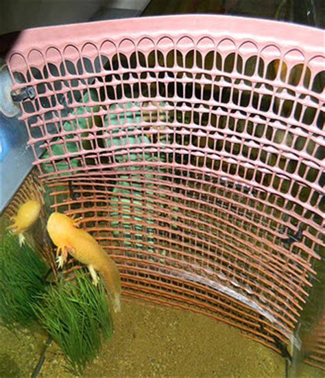 More things than gal aquariums tanks in various styles and instore deals on fish keeper. DIY Plastic Net Tank Divider - petdiys.com