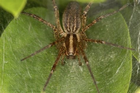 Types Of Spiders Found In Georgia Getaway Usa
