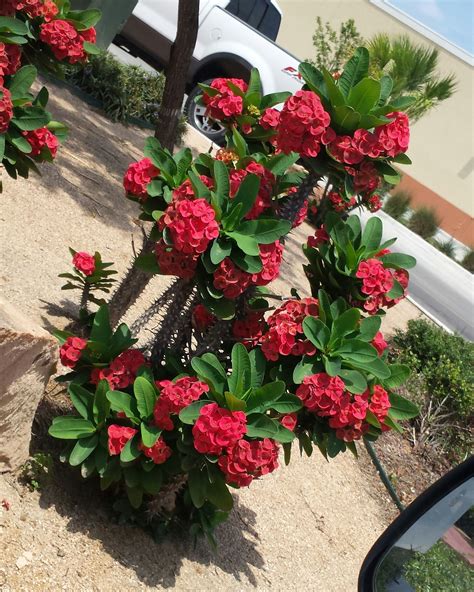 Crown Of Thorns Plant Bright Red And Absolutely Beautiful I Snapped