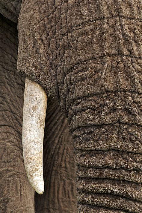 Elephant Tusk Sean Crane Photography