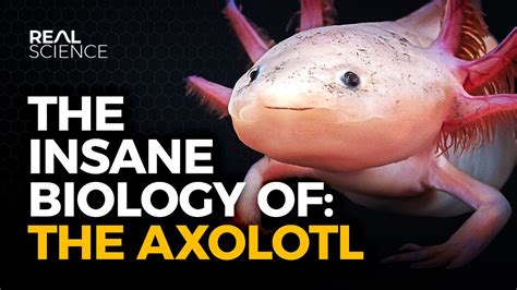 Axolotls Haiwan Yang Tidak Berumur Dan Lari Dari Evolusi Selamanya