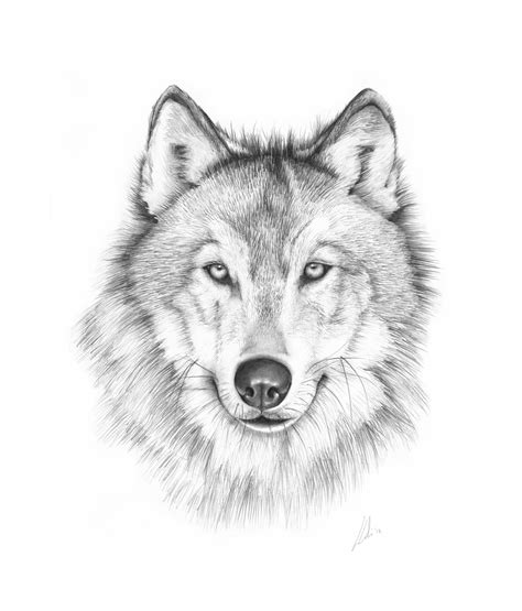 This step by step lesson progressively builds upon each previous step until you get wolves live in packs which can be as few as 2 members to as many as 25 members or more. 5. Animal Portraits | Lydia Carline
