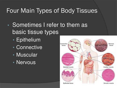 What Are The Four Main Types Of Tissues