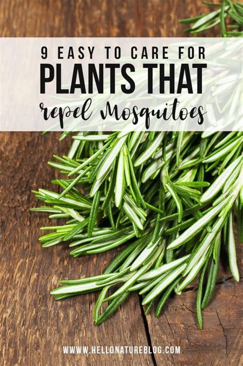 9 Easy To Care for Plants That Repel Mosquitoes | Mosquito repelling ...