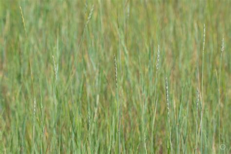 Tall Grass Texture High Quality Free Backgrounds
