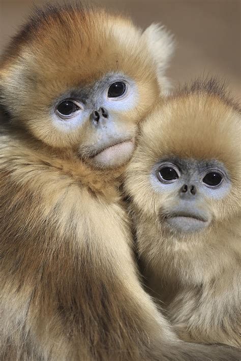 Golden Snub Nosed Monkeys Photograph By Cyril Ruoso Pixels