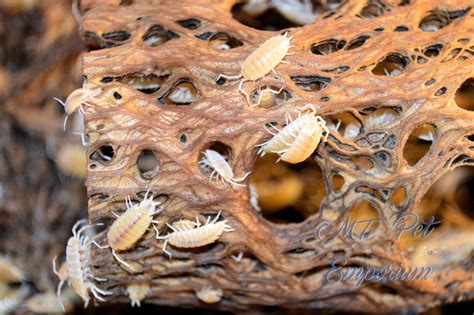 Check spelling or type a new query. Pin on Hermit Crabs