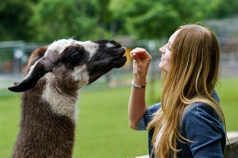 The 5 Best Petting Zoos In California