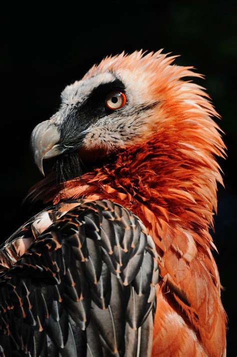 What Do Bearded Vultures Eat - WHADOQ