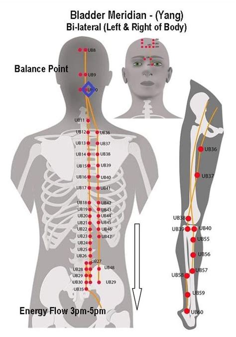 Urinary Bladder Meridian Acupuncture Points Body Balance Acupressure