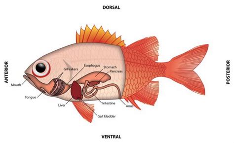 A Guide To Understand Fish With Diagram Edrawmax Online