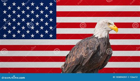 American Flag Bald Eagle National Symbols Of Usa Stock Image Image