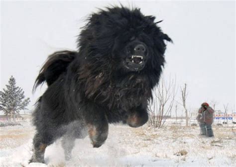 Giant Mutant Tibetan Mastiff Found In Russia Born Of Fukushima Waters