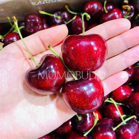 Bircherry Santina Red Cherry Jumbo — Momobud