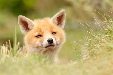 Cutie Face Red Fox Kit Photograph By Roeselien Raimond