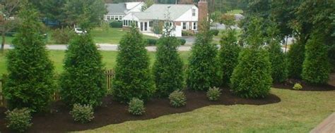 Jan 19, 2021 · cedar trees have a naturally elegant form and interesting cones. Pin by Dustin Jacobson on :Backyard Living: | Privacy ...