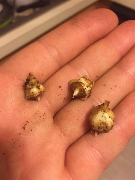 These fell off the roots of my alocasia polly during a repot. It was in