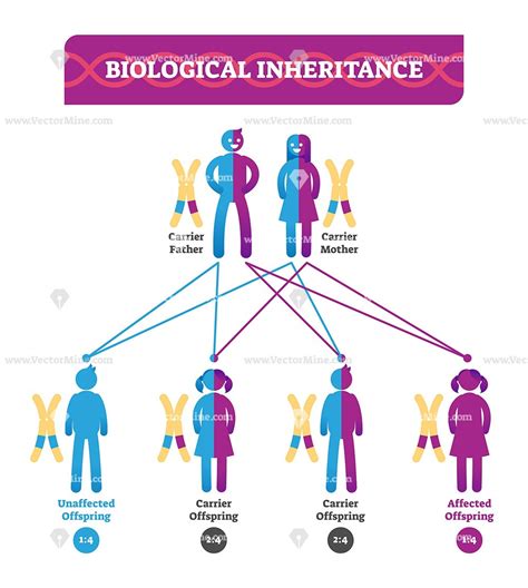 Inheritance Biology Hot Sex Picture