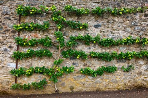 Especially in mild winter areas, this heightens the need to choose an apple variety with low. 20 Dwarf Fruit Trees To Grow When Space Is Limited