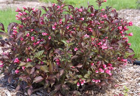 Wine And Roses® Weigela Wyoming Plant Company