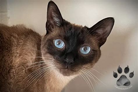 13 Facts About Applehead Siamese Cats You Need To Know