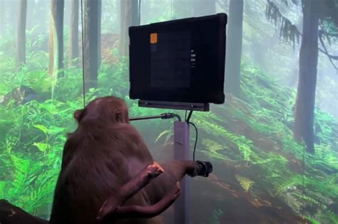 We did not find results for: Elon Musk-backed Neuralink releases video of monkey ...