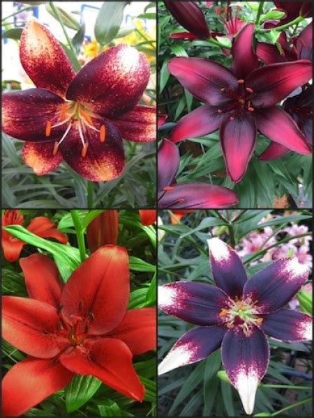 Buy Lily Bulbs Asiatic Lily Bulb Collection Pack Of 12 Bulbs From