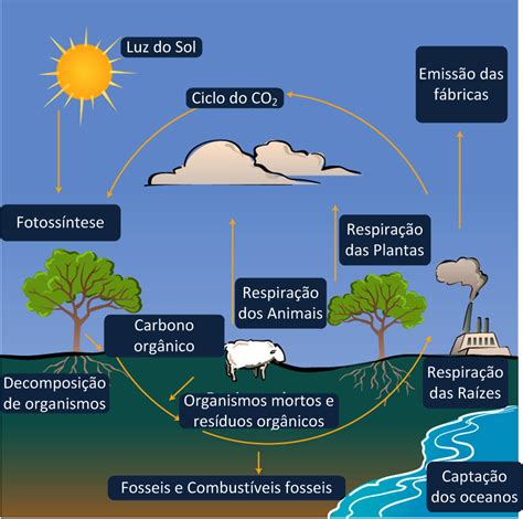 Botânica Ciclo Do Carbono