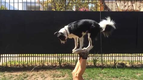 Mara Border Collie Amazing Dog Tricks Part 1 Youtube