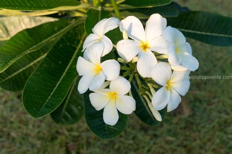 We did not find results for: Philippine Trees and Garden Flowers | My Philippine Life
