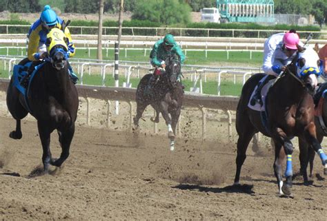 Watch the turf paradise live stream online with our horse racing streams and commentary from turf paradise racecourse. Live racing at Turf Paradise Saturdays through Wednesdays ...