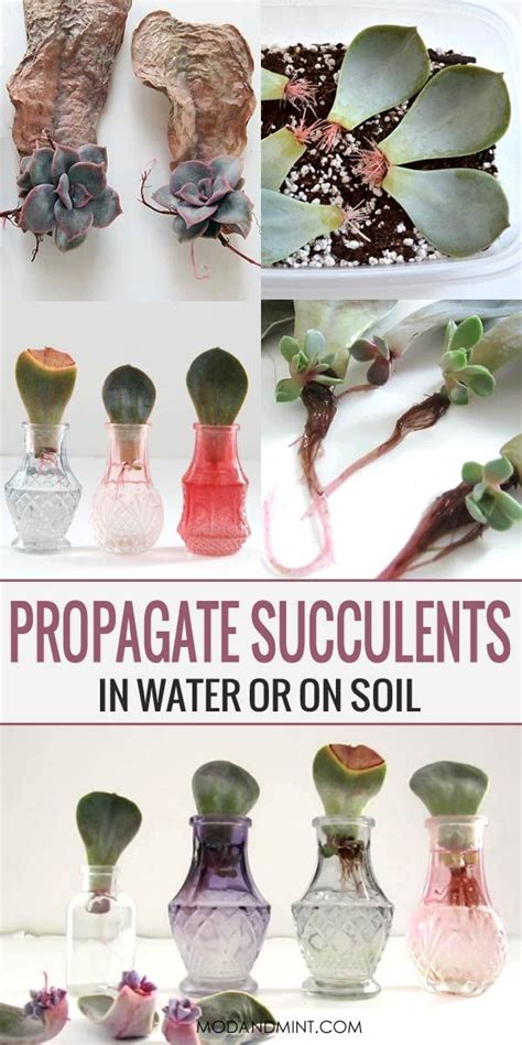 This method uses many gardeners. Propagate Succulents in Water or Soil, Which Method is ...