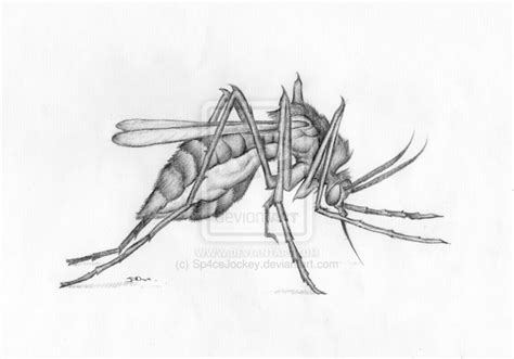 Insect Art Mutant Mosquito Pencil Drawing Signed Hq A4 Print Etsy