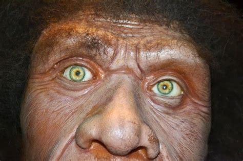 The denisovans or denisova hominins are an extinct species or subspecies of archaic human that ranged across asia during the lower and middl. Mystery human species emerges from Denisovan genome ...