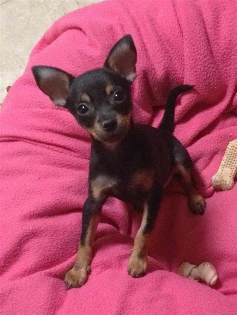Chihuahua Rescue Az Petsidi