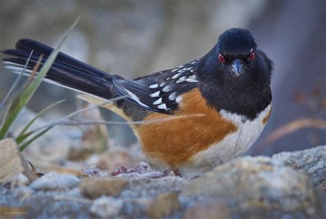 Feather Tailed Stories Spotted Towhee