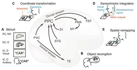 Frontiers The Visuospatial And Sensorimotor Functions Of Posterior
