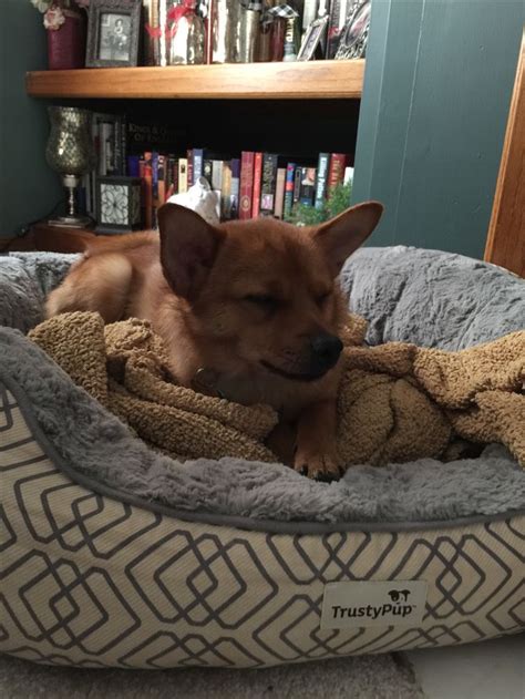 Intuitively, this means that the tokens will have a lower price per coin. My little Shiba/Chi mix, Murphy, in his "Doge" mode ...
