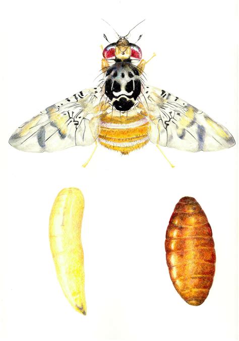 The mediterranean fruit fly (ceratitis capitata). Sin post no hay dibujo: Mas bichos