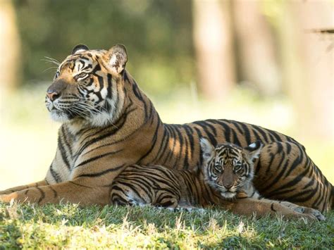 Meet The St Tiger Cubs Ever Born At Disney World Abc News
