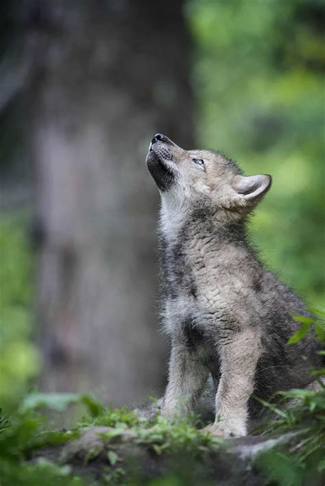 Timber Wolf Pup Howl Cool Wildlife