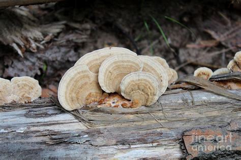 Michigan Fungus Photograph By Stephanie Kripa Fine Art America