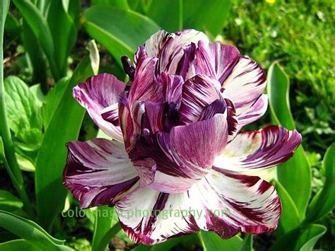 Late Spring Blooming Tulips Deep Purple White Marveled Tulips