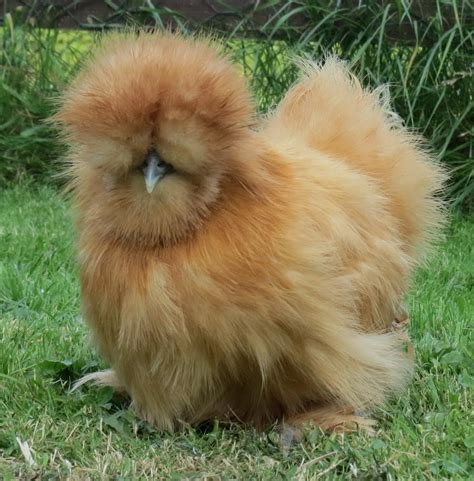 This Is A Type Of Chicken Known As A Silkie Chicken They Are The