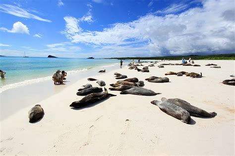 What are the Galapagos islands famous for? Amazing Wildlife